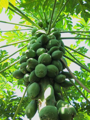 Green Papaya Powder